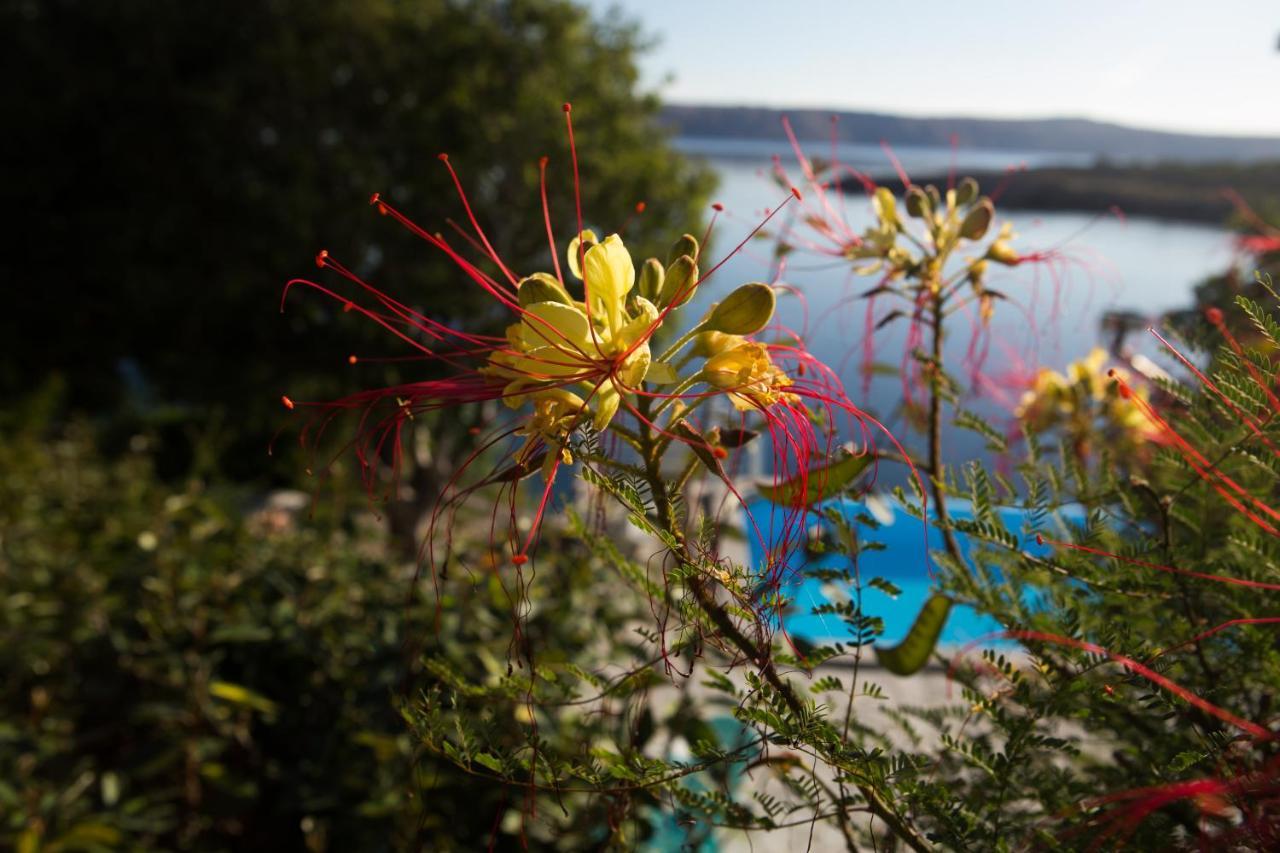 Resort Haus Toma Цесариця Екстер'єр фото